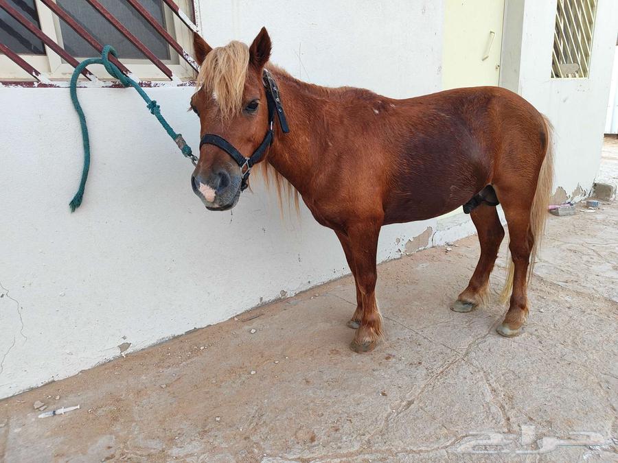 سيسي مذهب تم البيع64560823990402111