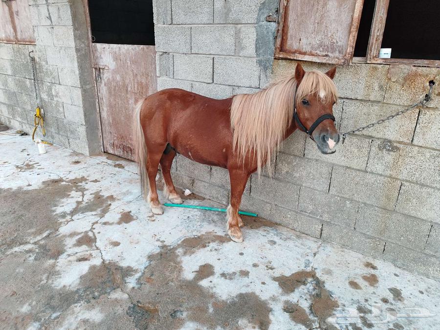 سيسي مذهب تم البيع64560823990402112