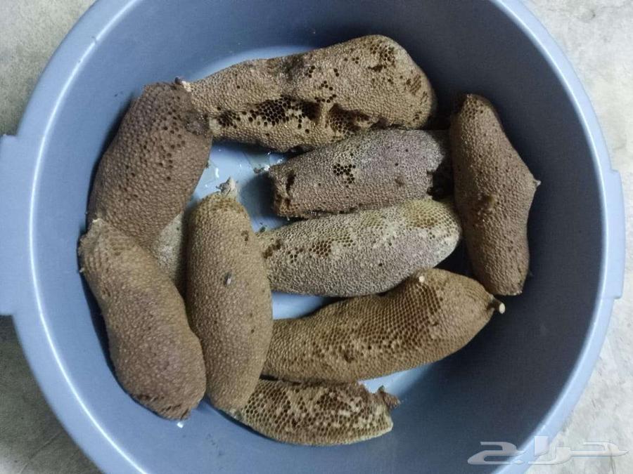 Wild honey that humans do not interfere with64560809946370111