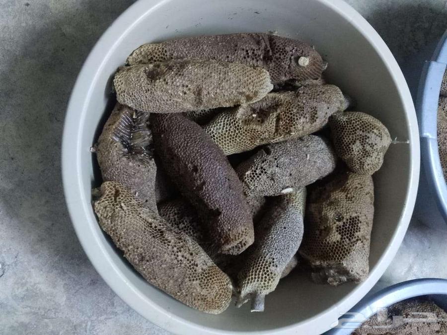 Wild honey that humans do not interfere with64560809946370112