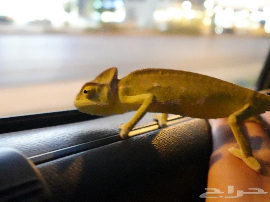 Chameleon for sale with its house64574832175619114