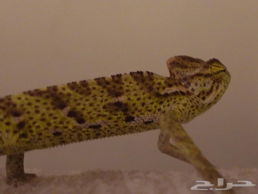 Chameleon for sale with its house64574832175619112