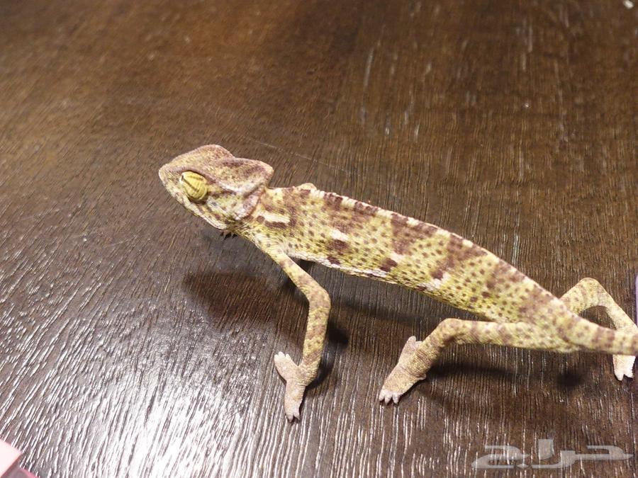 Chameleon for sale with its house64574832175619113