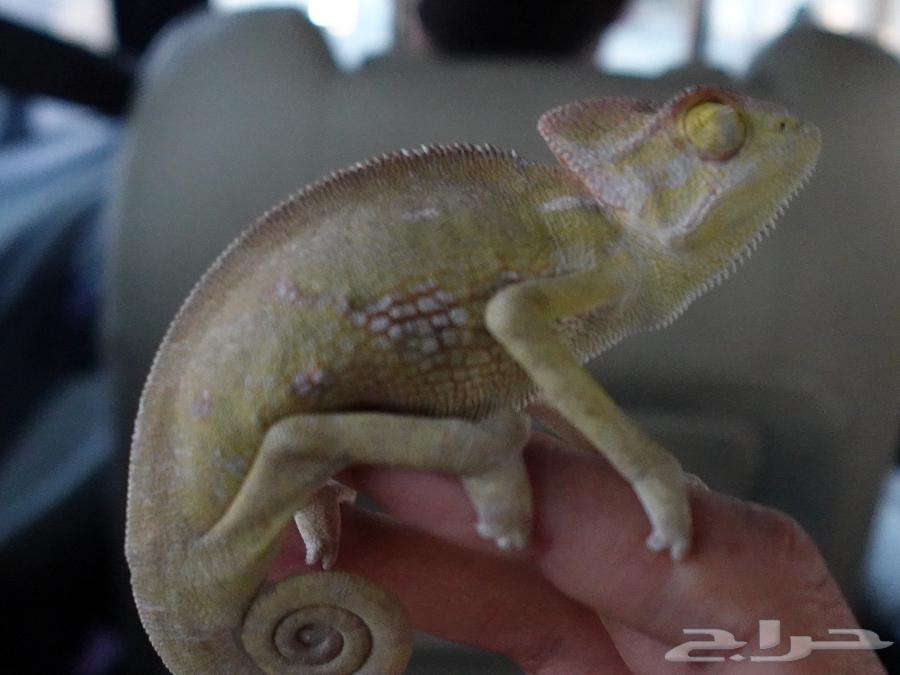 حرباء للبيع مع البيت64561474389121112