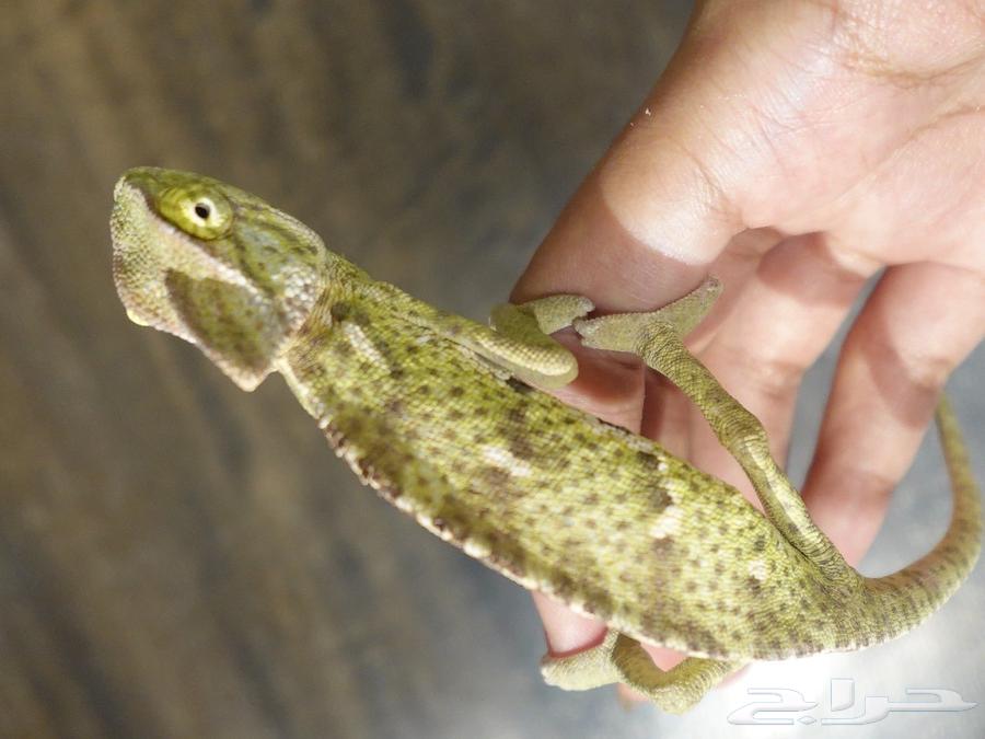 حرباء للبيع مع البيت64561474389121114