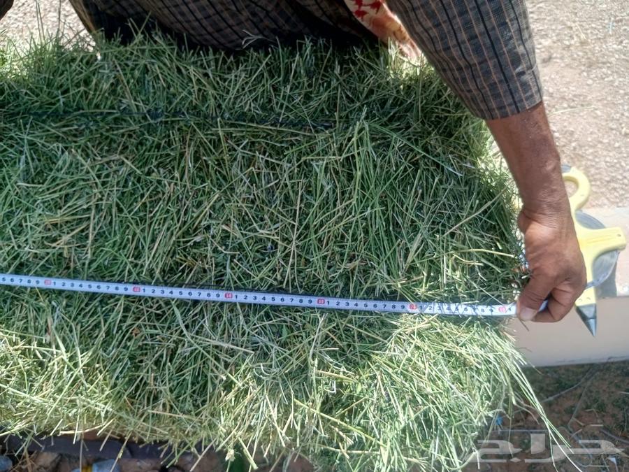 برسيم صافي جديد بأيدي سعوديه مكتمل الانبات64555040147073112