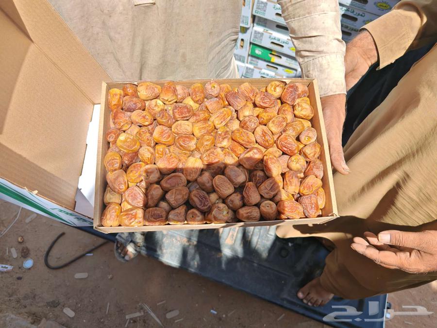 Available Mafatil dates from Al-Qassim64555305357825111