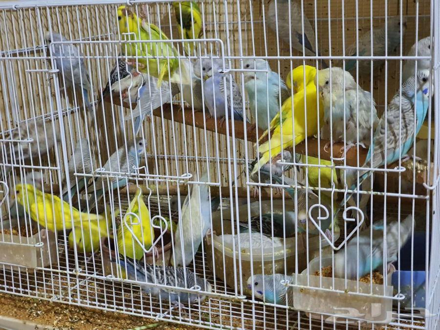 طيور بادجي64555404404098110