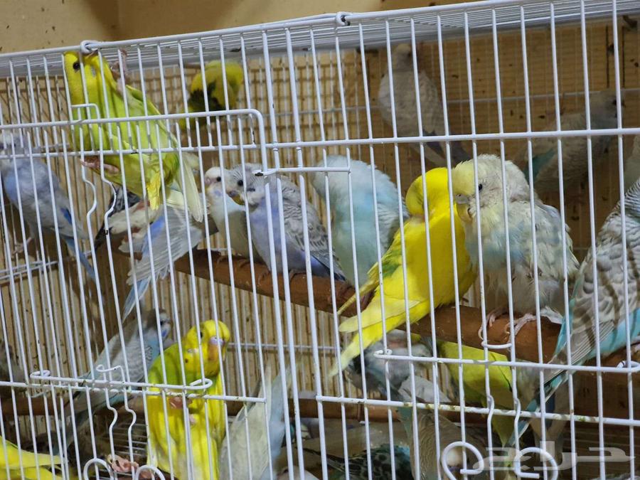 طيور بادجي64555404404098111