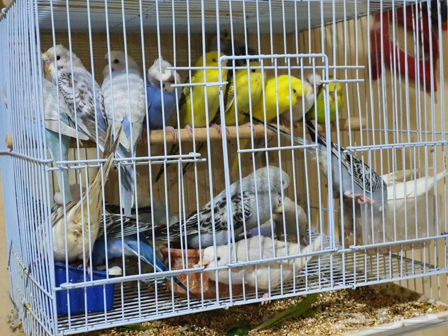 طيور بادجي64555404404098114