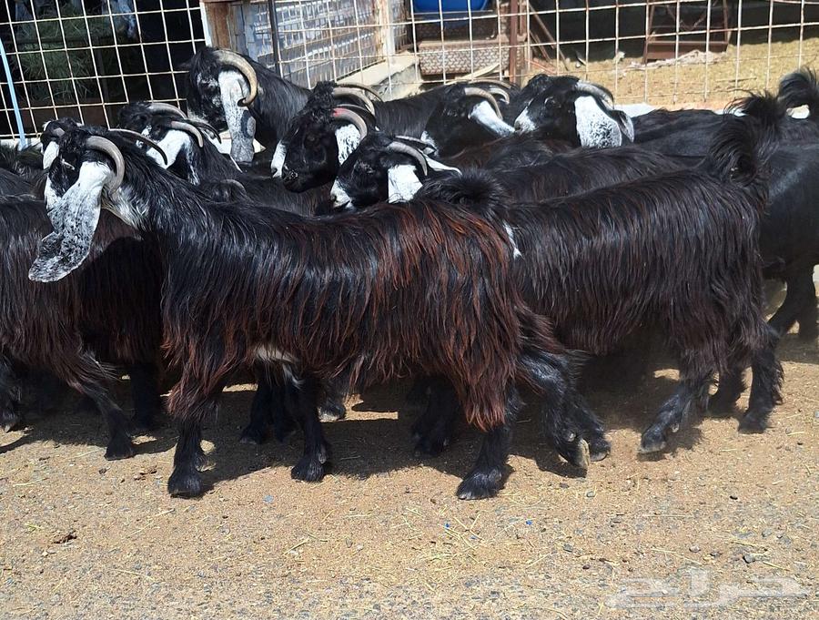 جفرات عوارض درجه اولي تأسيس مراح دفيع العدد 22 با الفحل64556240588801112