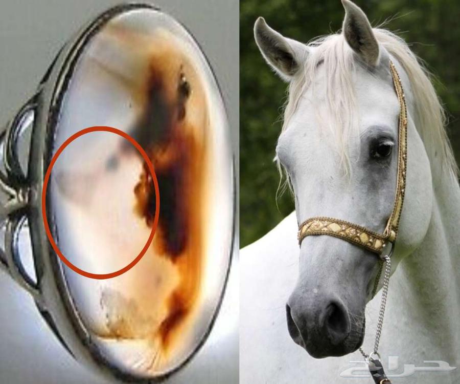 Agate with Engraved Images64560888622083113