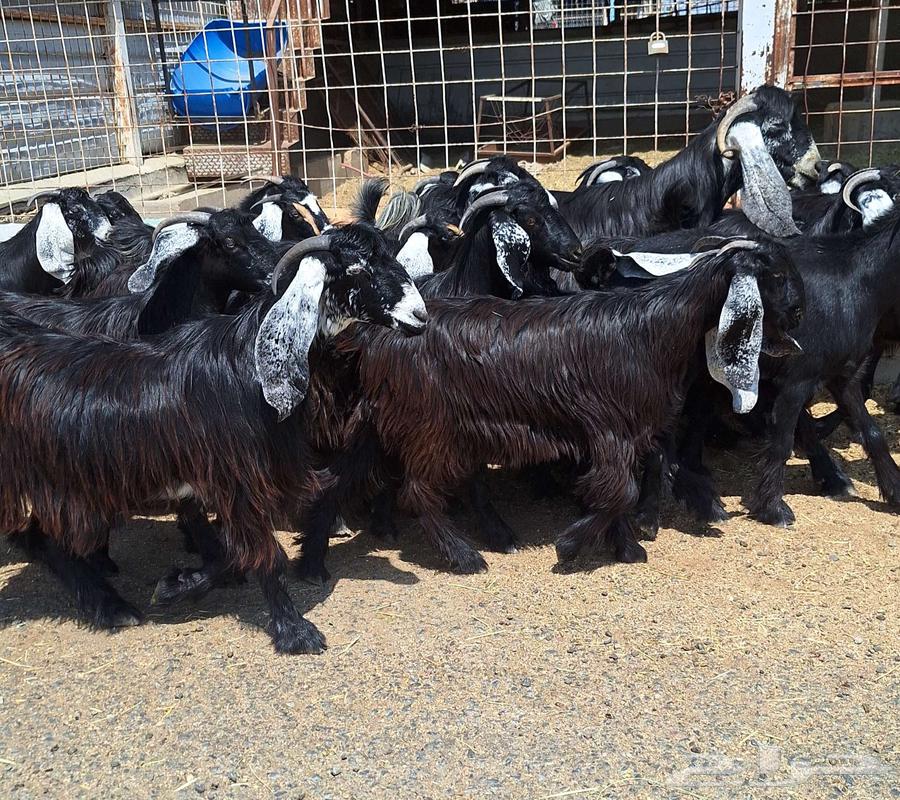 جفرات عوارض درجه اولي تأسيس مراح دفيع العدد 22 با الفحل64556240588801113