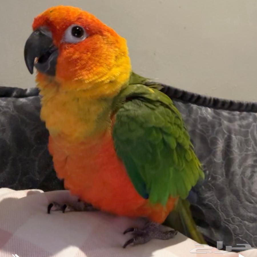 King Jindai Junior64554760402307111