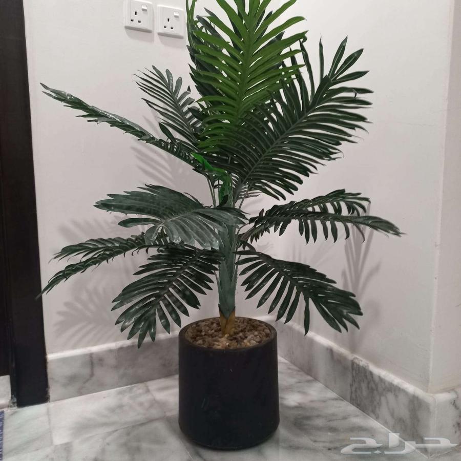 Artificial palm tree64563159962626114