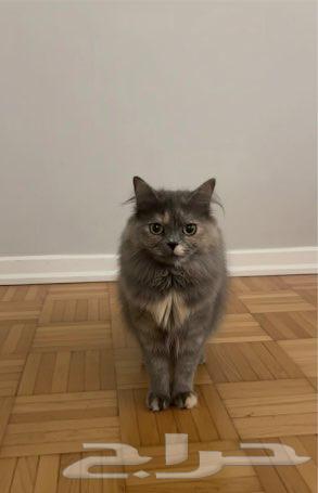 Calico Cat with Delivery64563674663681111