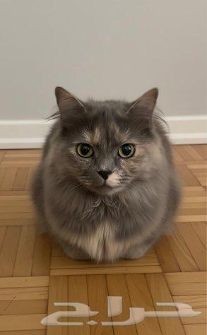 Calico Cat with Delivery64563674663681110