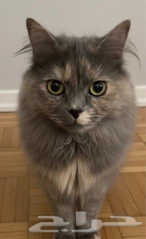 Calico Cat with Delivery64563674663681112