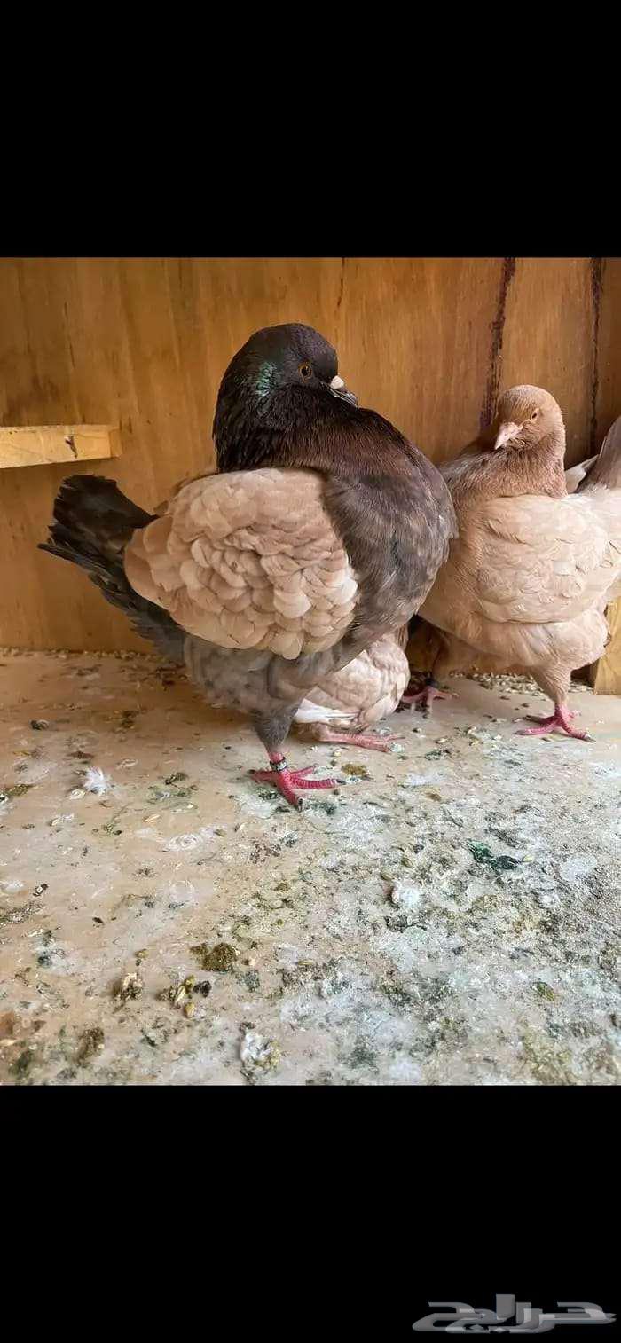 Modina 8 Pieces with Beautiful Shapes and Colors64548800449283110