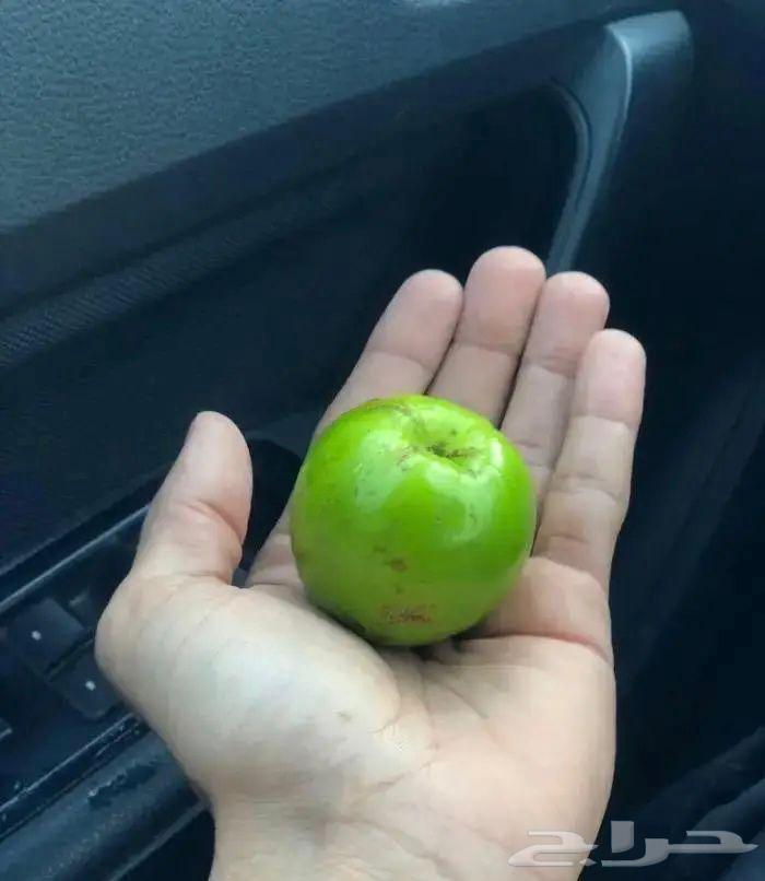 شتلات سدر تايلندي سوبر جامبو64564754621441113