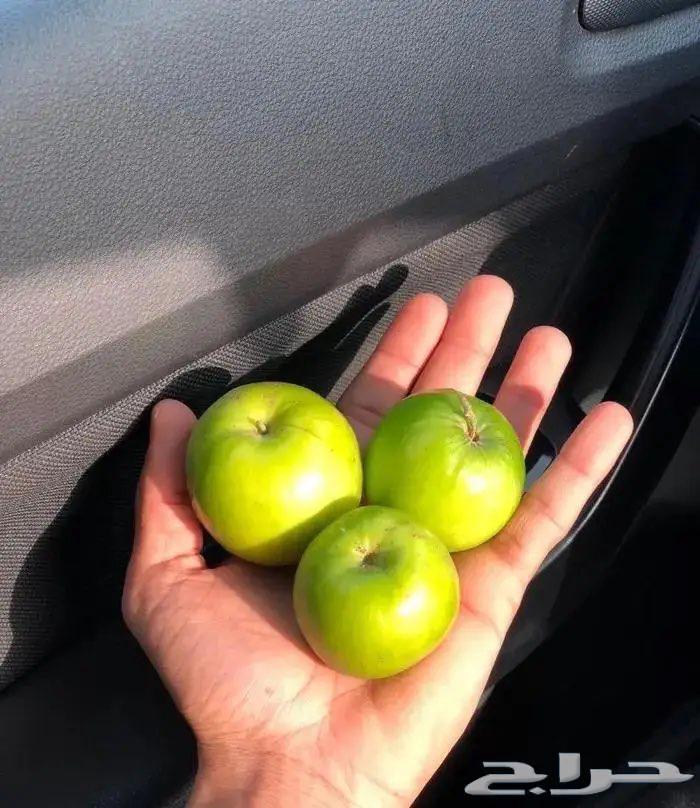 شتلات سدر تايلندي سوبر جامبو64564754621441111