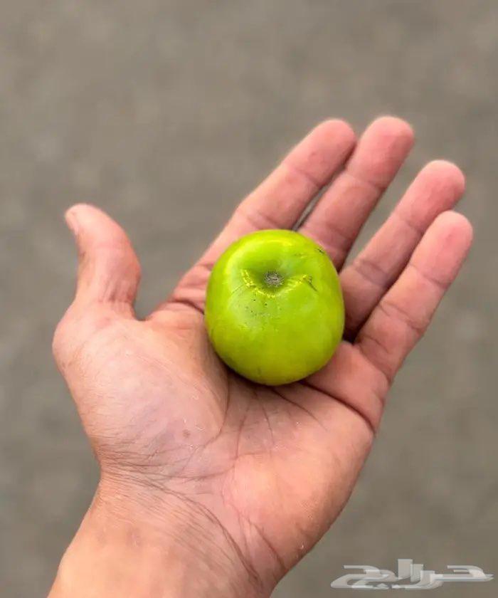 شتلات سدر تايلندي سوبر جامبو64564754621441110