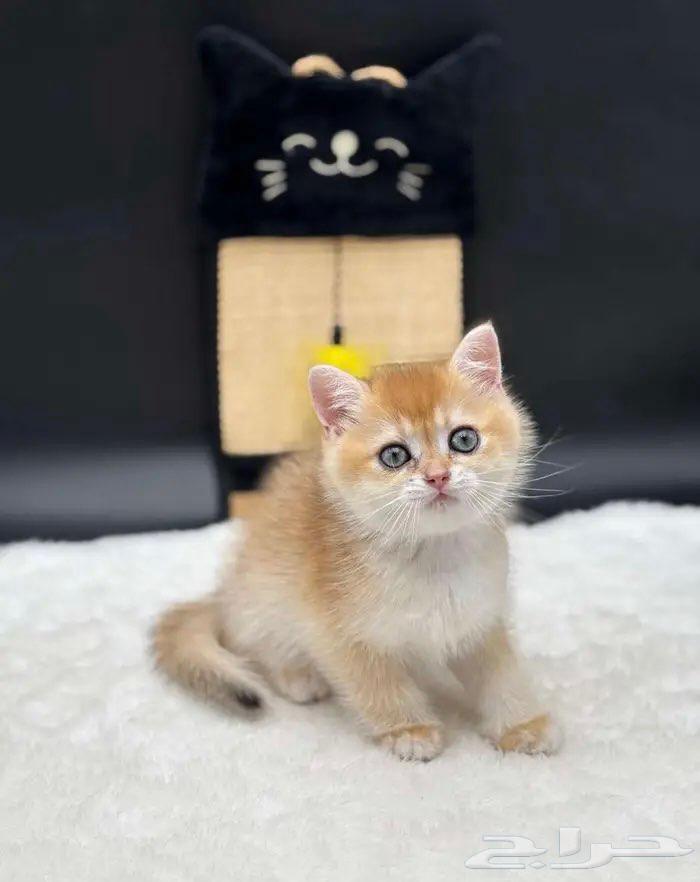 High-quality imported kittens, imported parents, symbolic price64565870277889111