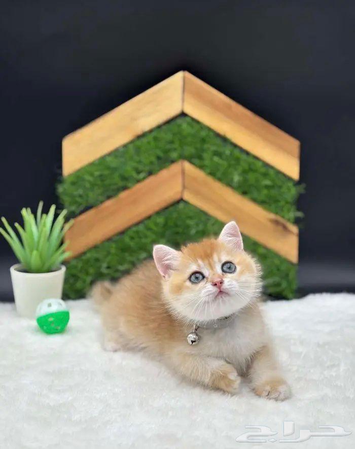 High-quality imported kittens, imported parents, symbolic price64565870277889110