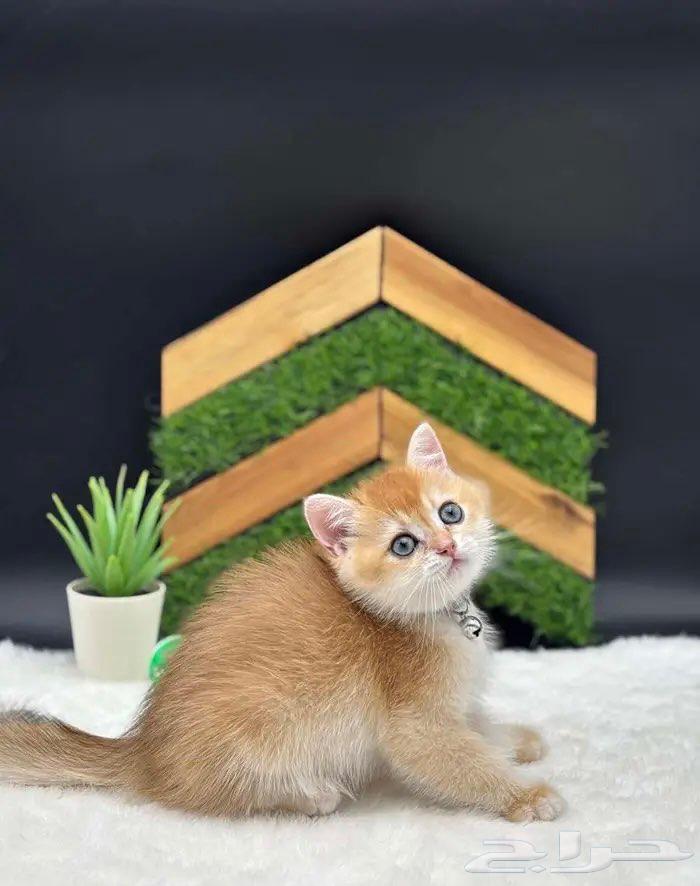 High-quality imported kittens, imported parents, symbolic price64565870277889112