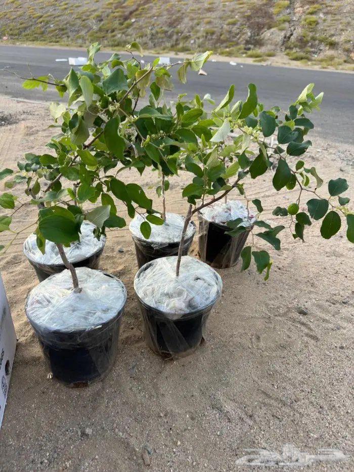 شتلات سدر تايلندي سوبر جامبو64564754621441112