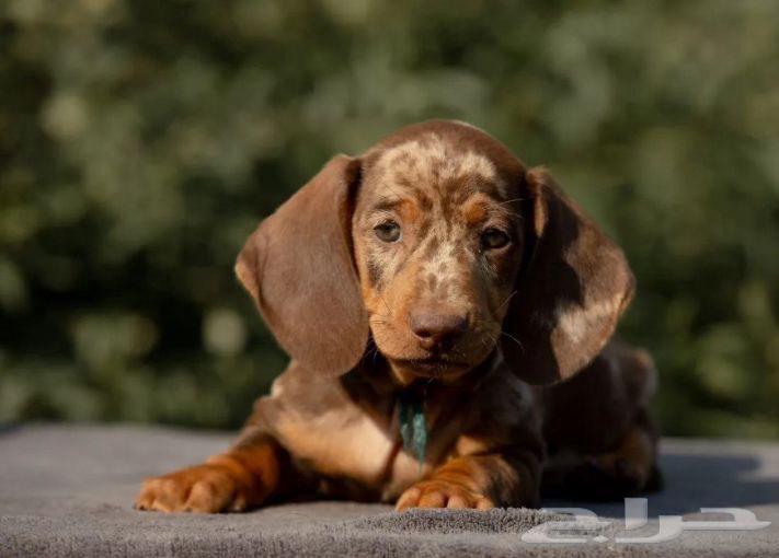 جراء داشهند مميزه من روسيا64571853187329110