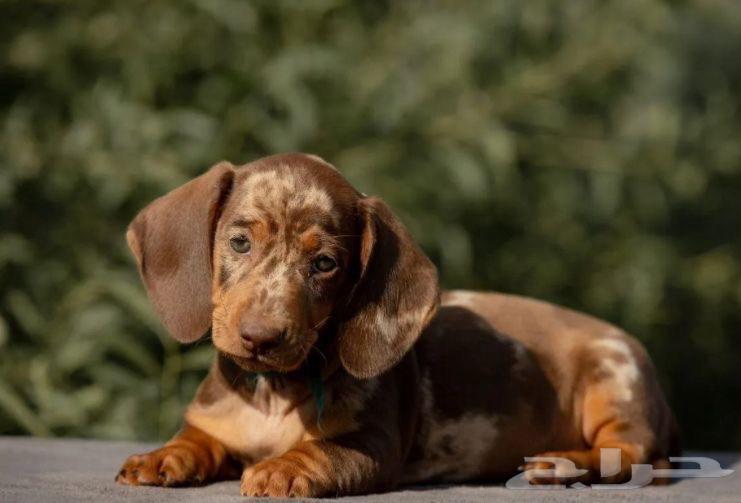 جراء داشهند مميزه من روسيا64571853187329111