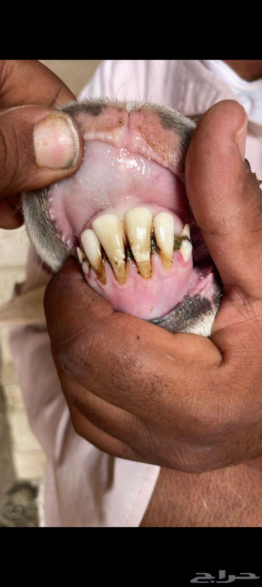 طلي سديس صنف الصنف للبيع64559084953346114