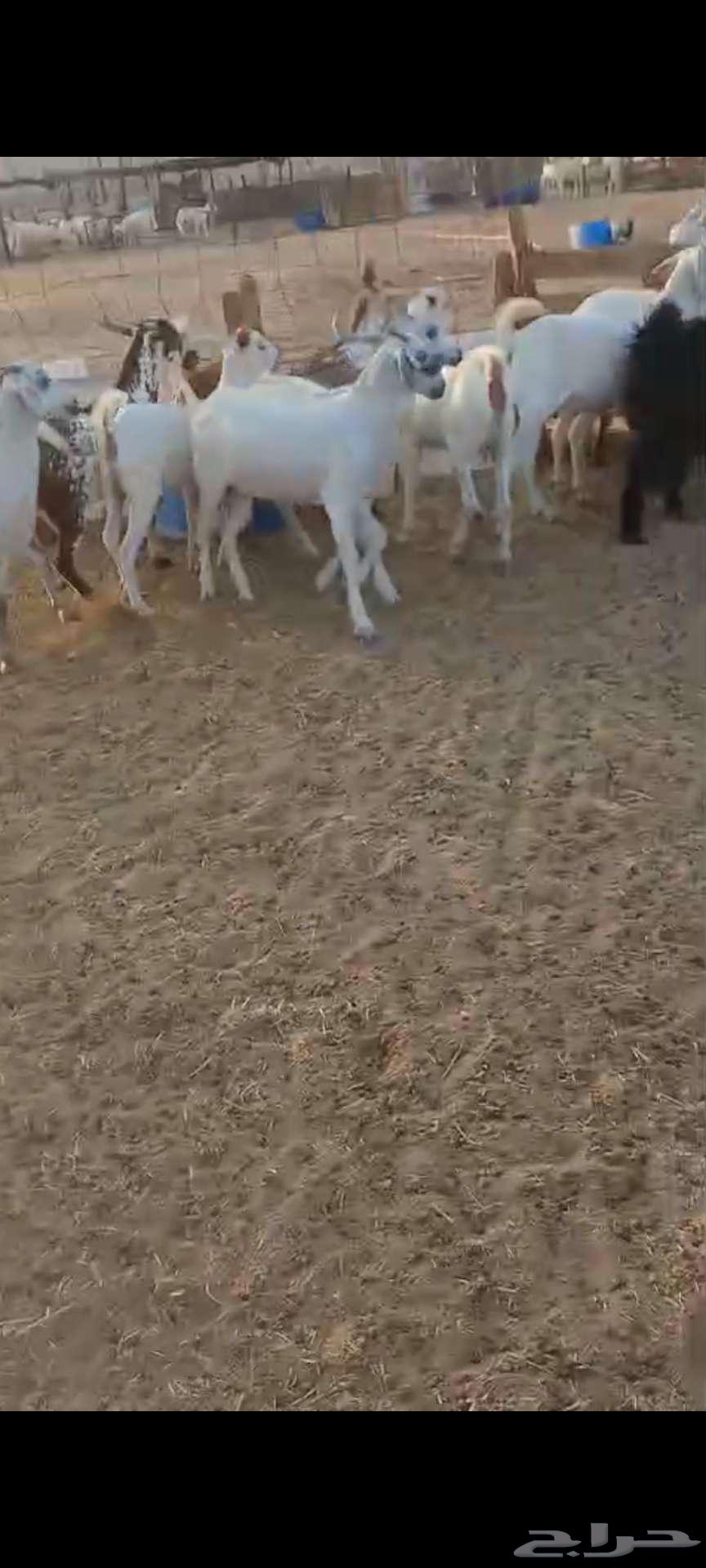 تيوس شحم منادي ثلاجة.. وجفار مع الفحل64566741995265110