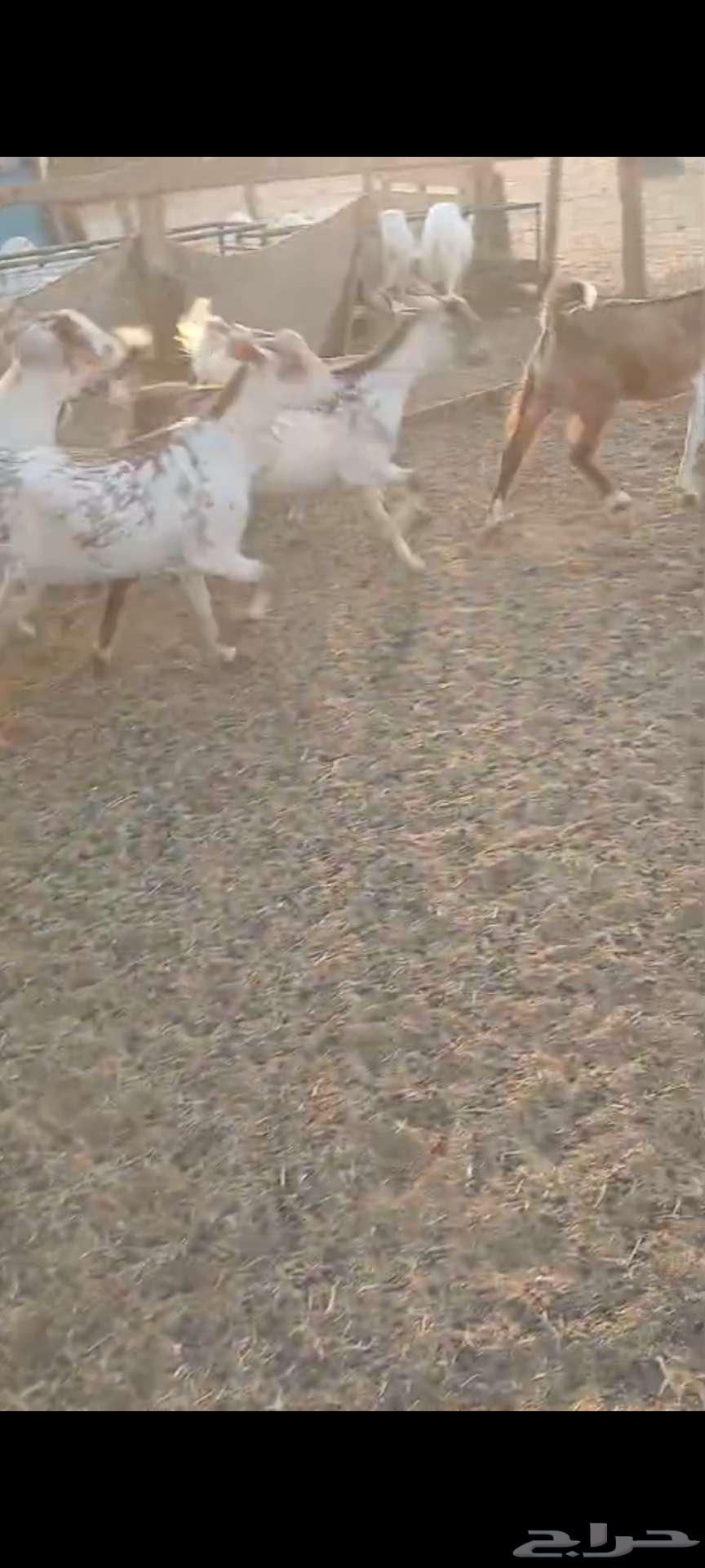 تيوس شحم منادي ثلاجة.. وجفار مع الفحل64566741995265111