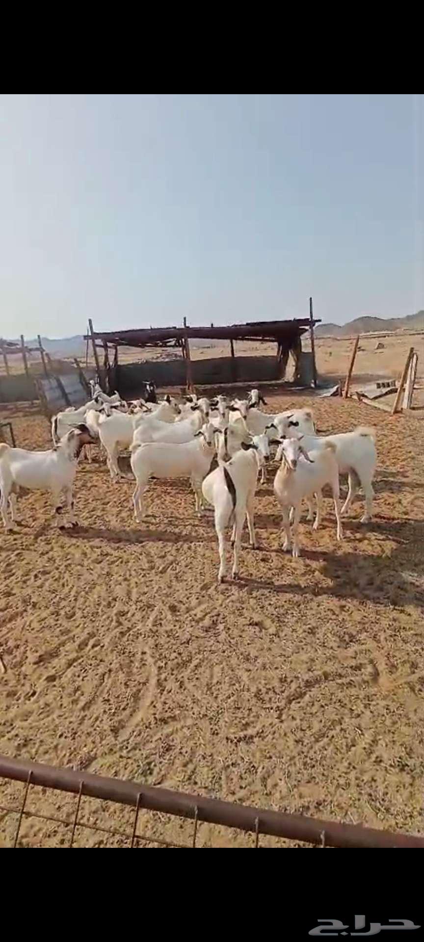 تيوس شحم منادي ثلاجة.. وجفار مع الفحل64566741995265113