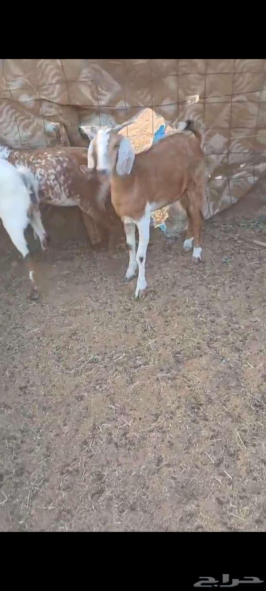 تيوس شحم منادي ثلاجة.. وجفار مع الفحل64566741995265112