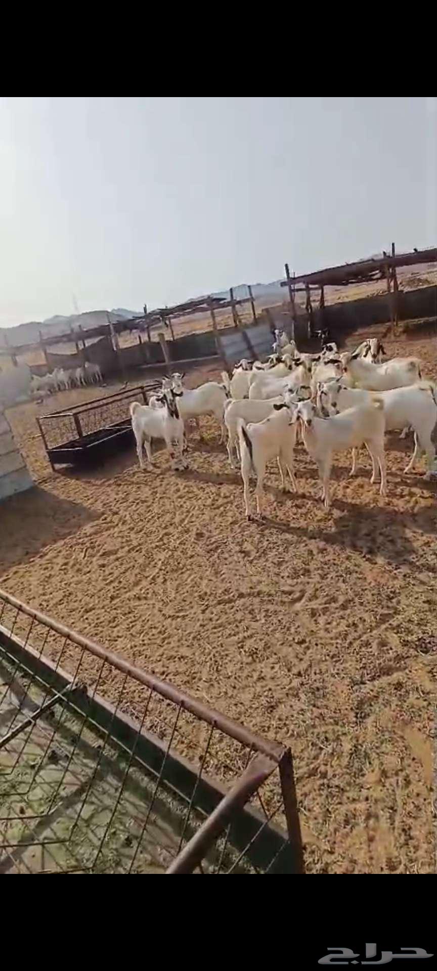 تيوس شحم منادي ثلاجة.. وجفار مع الفحل64566741995265114