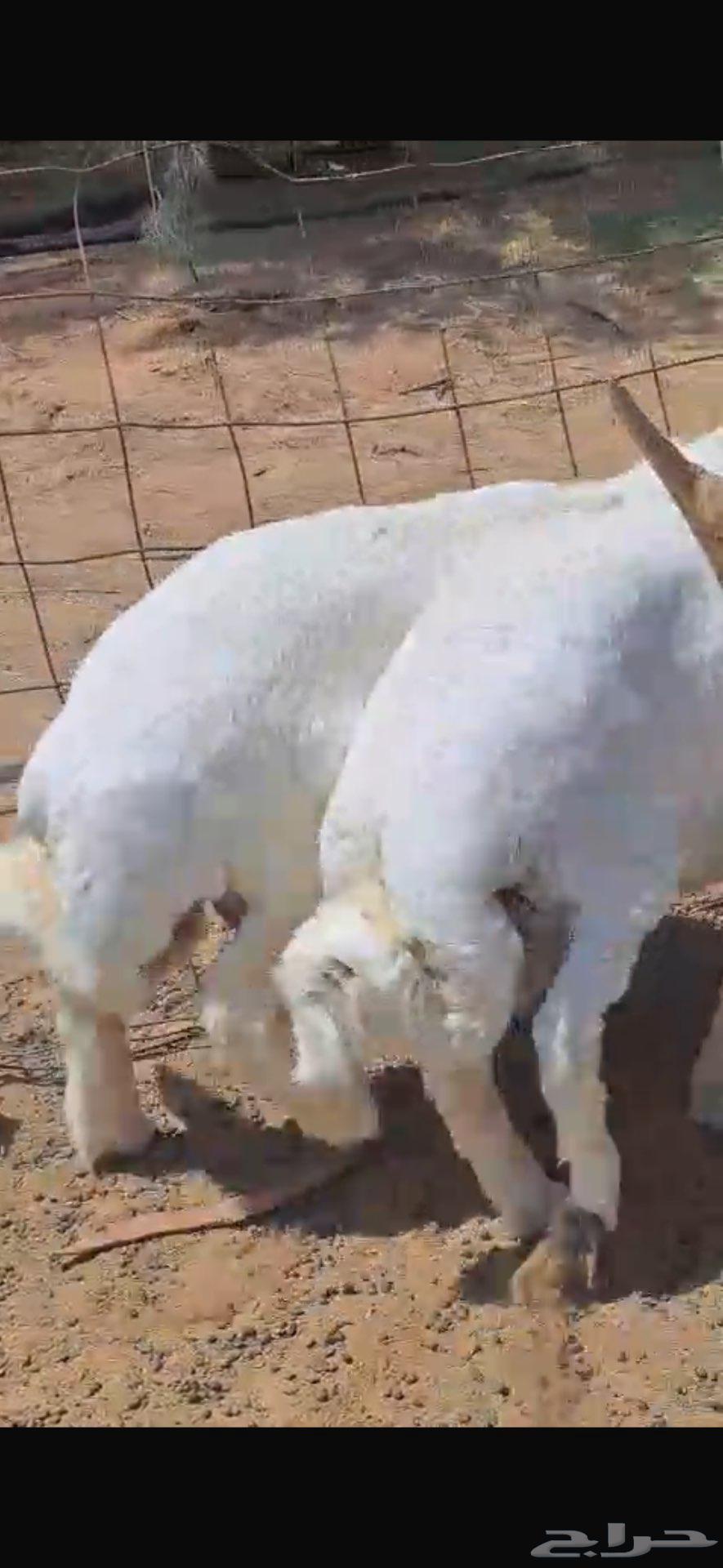 طليان حريه للبيع64567614414083110