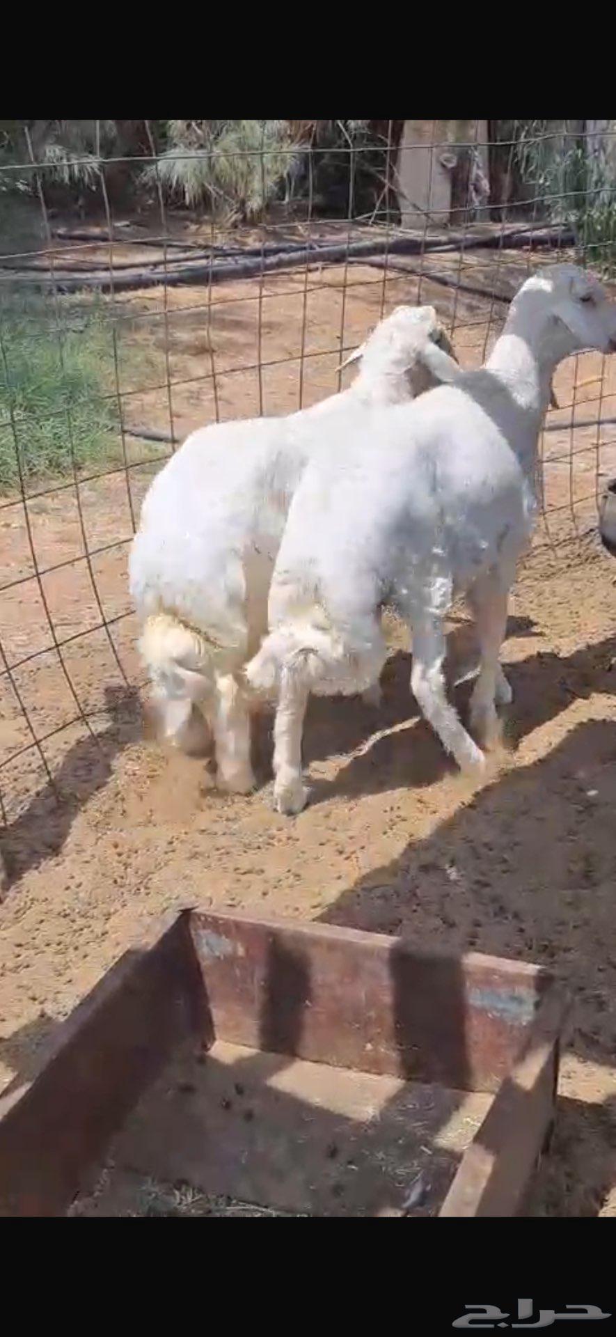 طليان حريه للبيع64567614414083112