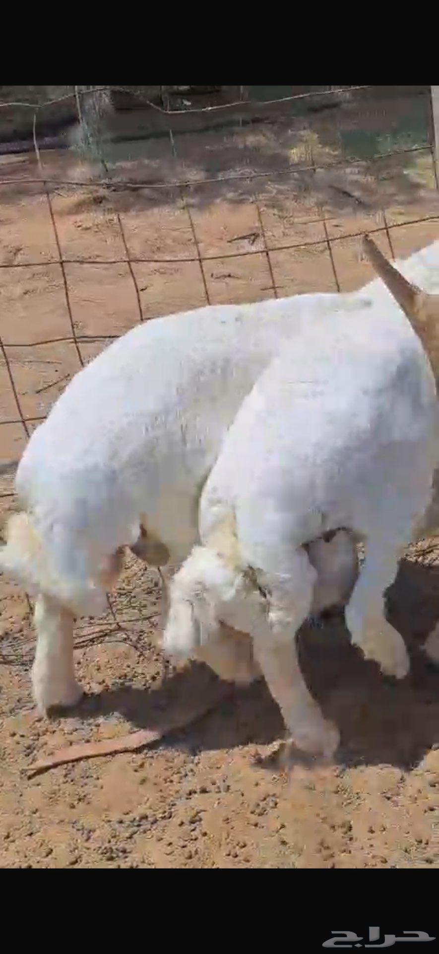 طليان حريه للبيع64567614414083111