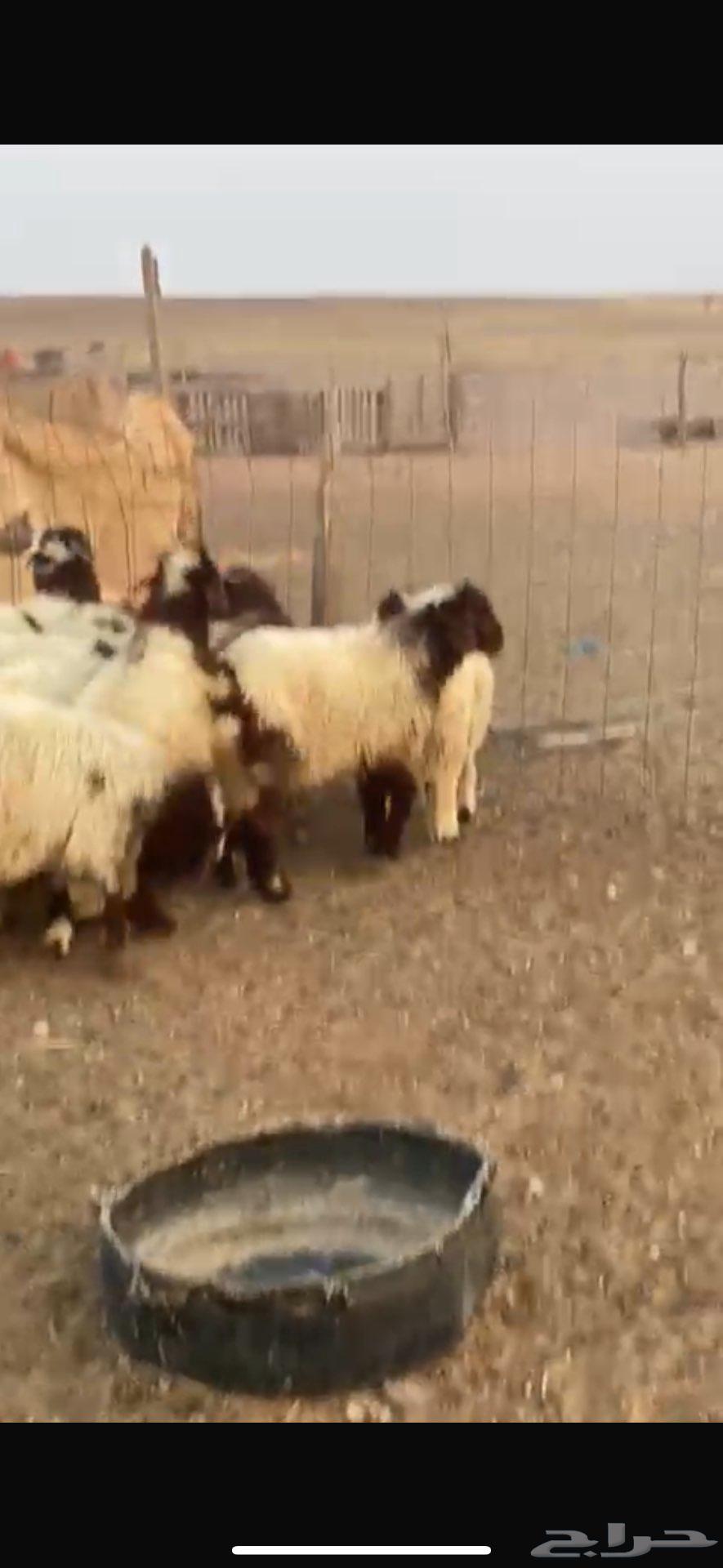 بهم نعيمي للبيع64569384820099110