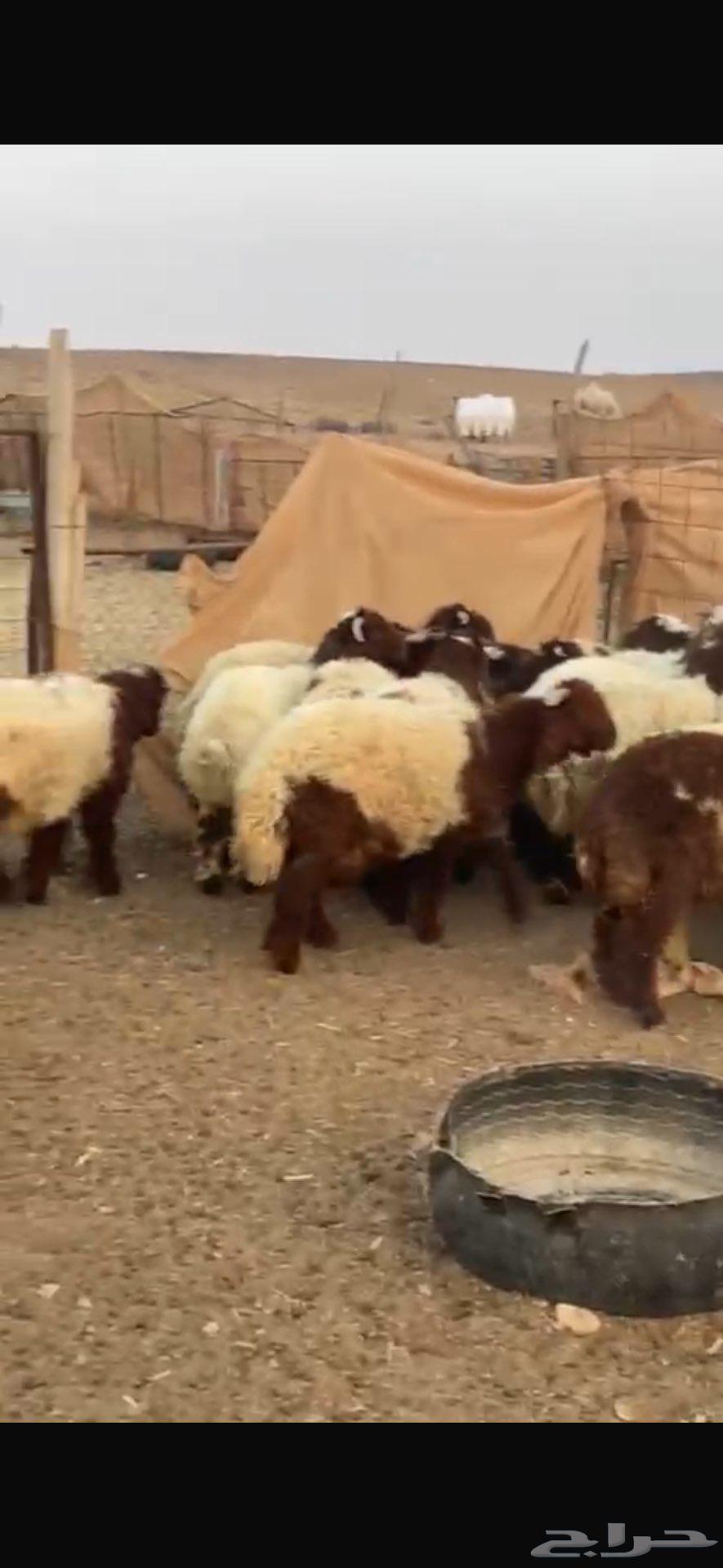 بهم نعيمي للبيع64569384820099112