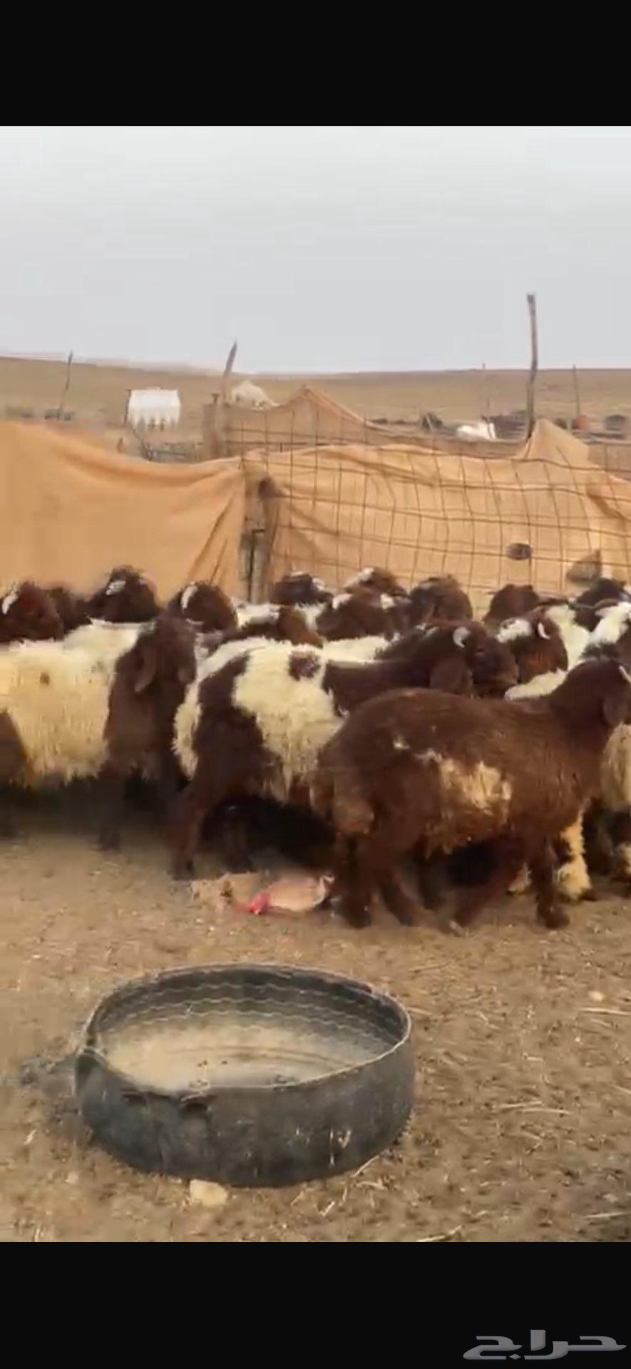 بهم نعيمي للبيع64569384820099111