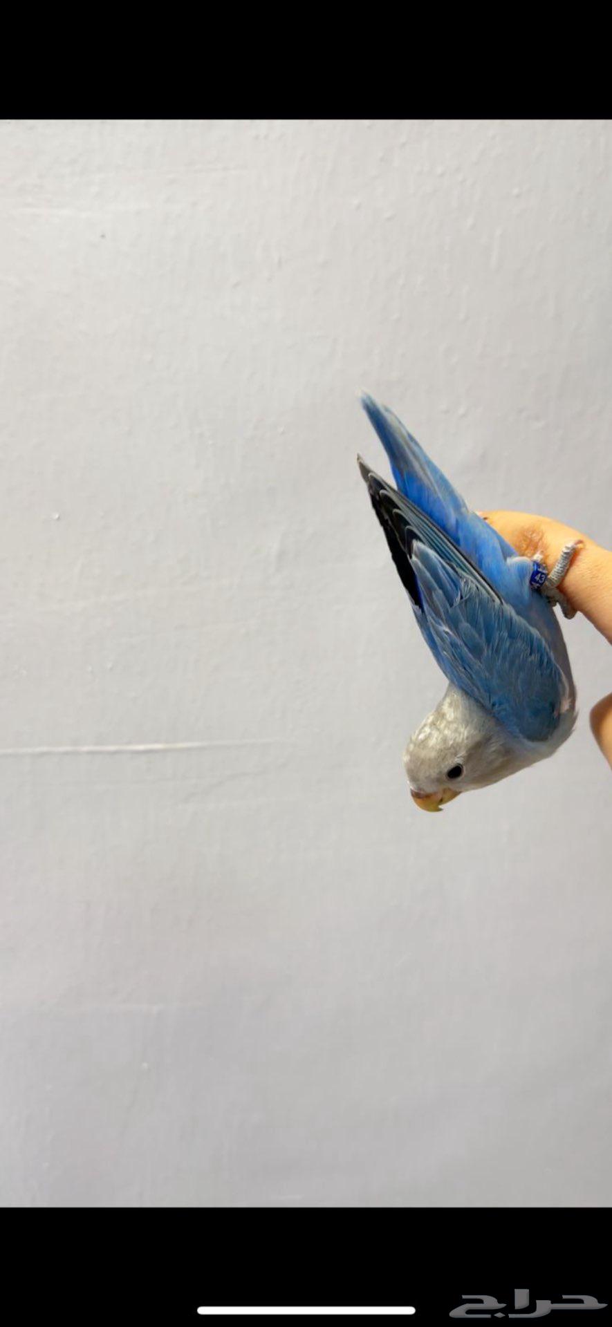 روز اليف64570832637955110