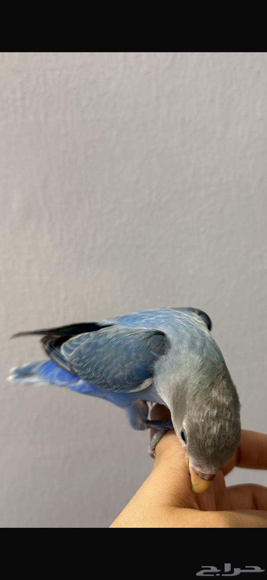 روز اليف64570832637955111