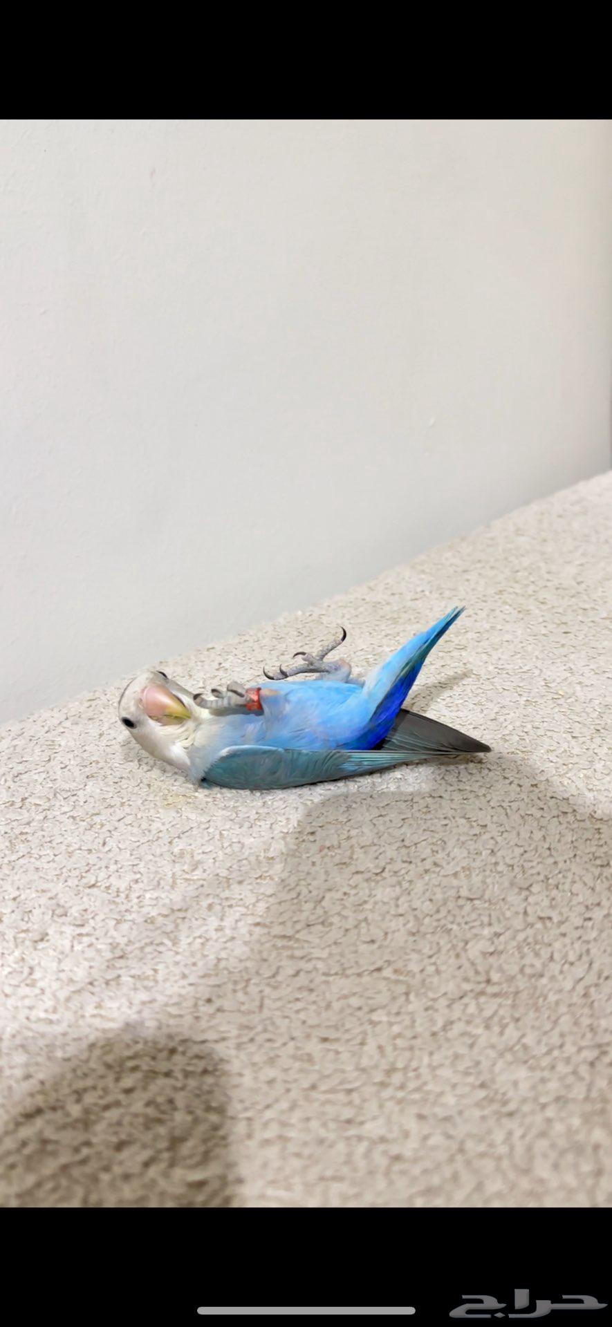 روز اليف64570832637955112