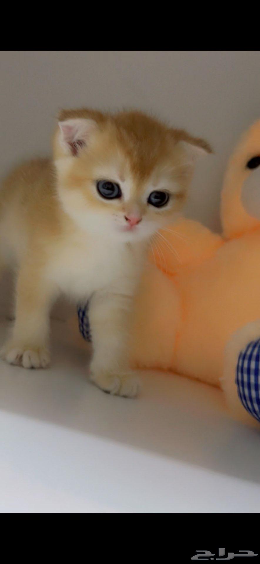 قطط سكوتش مسجله تم البيع64565494380930113