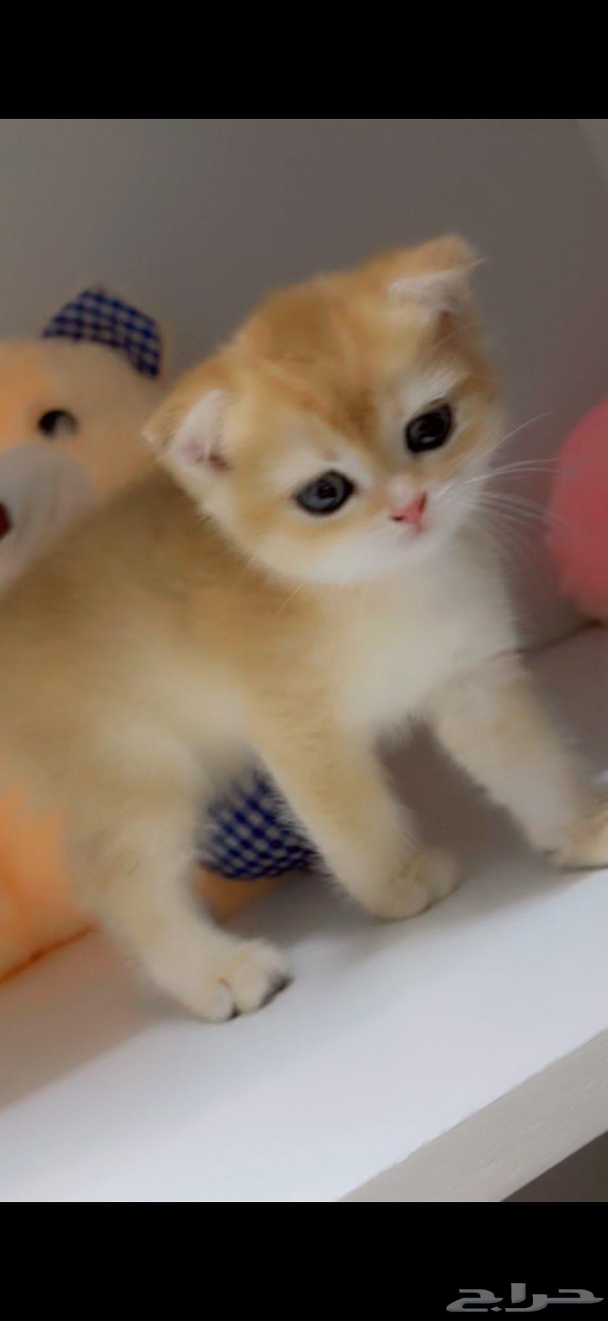 قطط سكوتش مسجله تم البيع64565494380930111