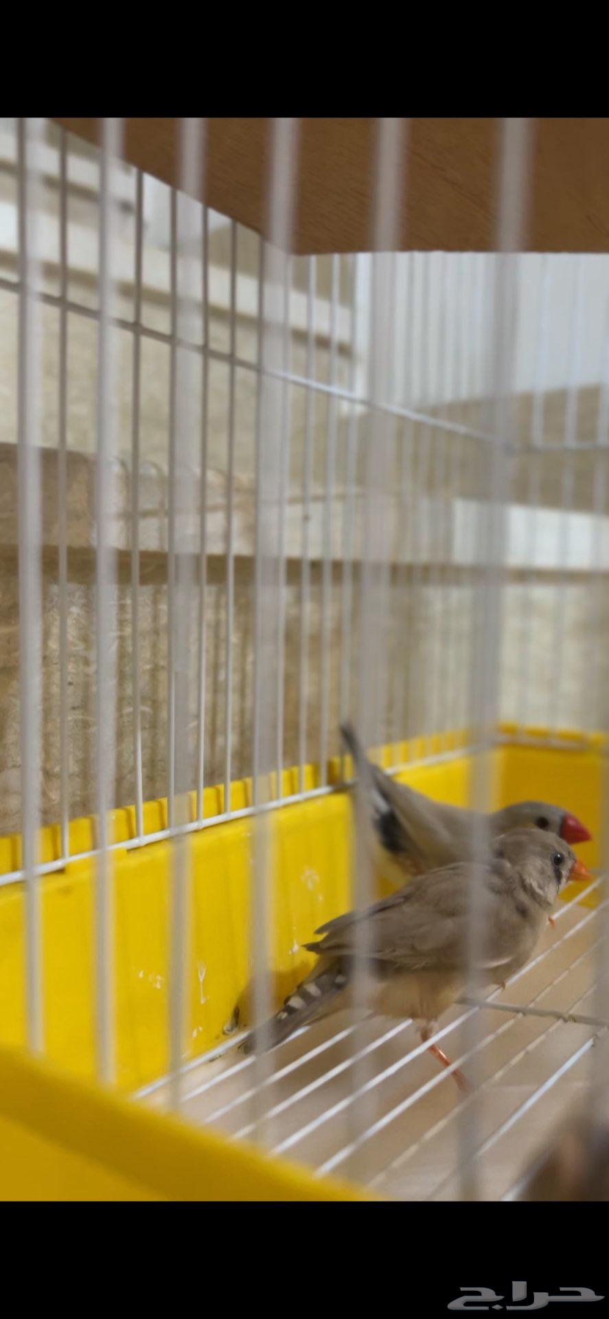 Zebra finches64570026118019110